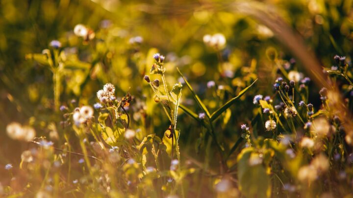 Na czym polega utrzymanie ogrodów?
