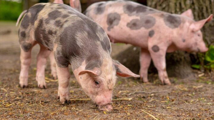 Mączka rybna paszowa – gdzie znajduje zastosowanie?