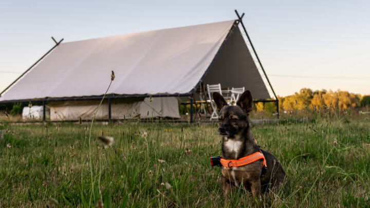 Weekend, który zmienia relację z psem – pierwsza edycja Psiej Akademii
